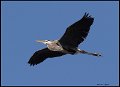 _7SB1318 great-blue heron